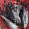 high quality frozen canned tuna wholesale seafood price